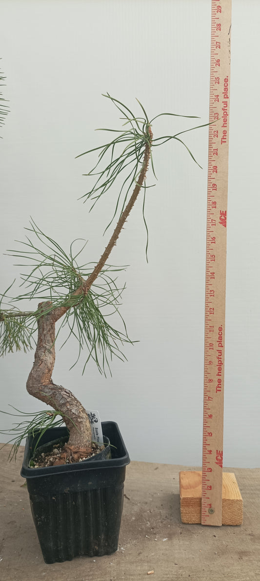 Scots Pine in 8" grow basket (PSB-27)
