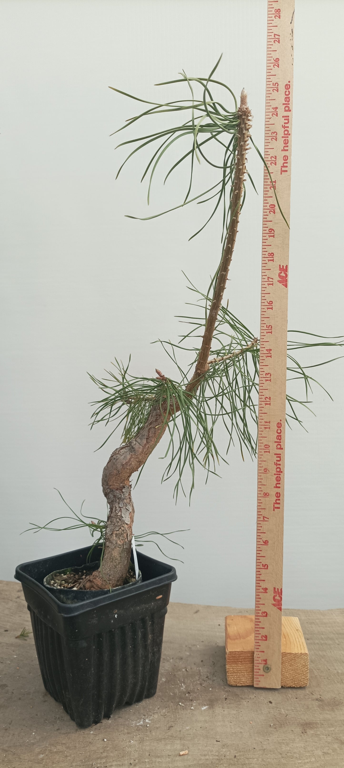 Scots Pine in 8" grow basket (PSB-27)