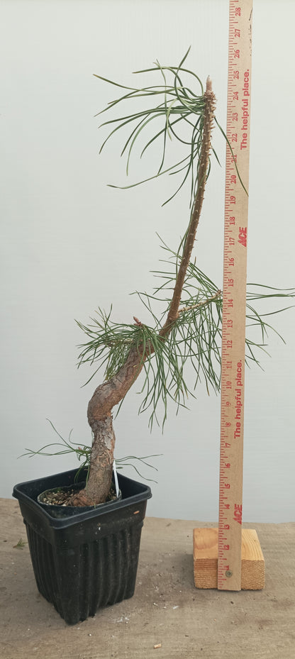 Scots Pine in 8" grow basket (PSB-27)