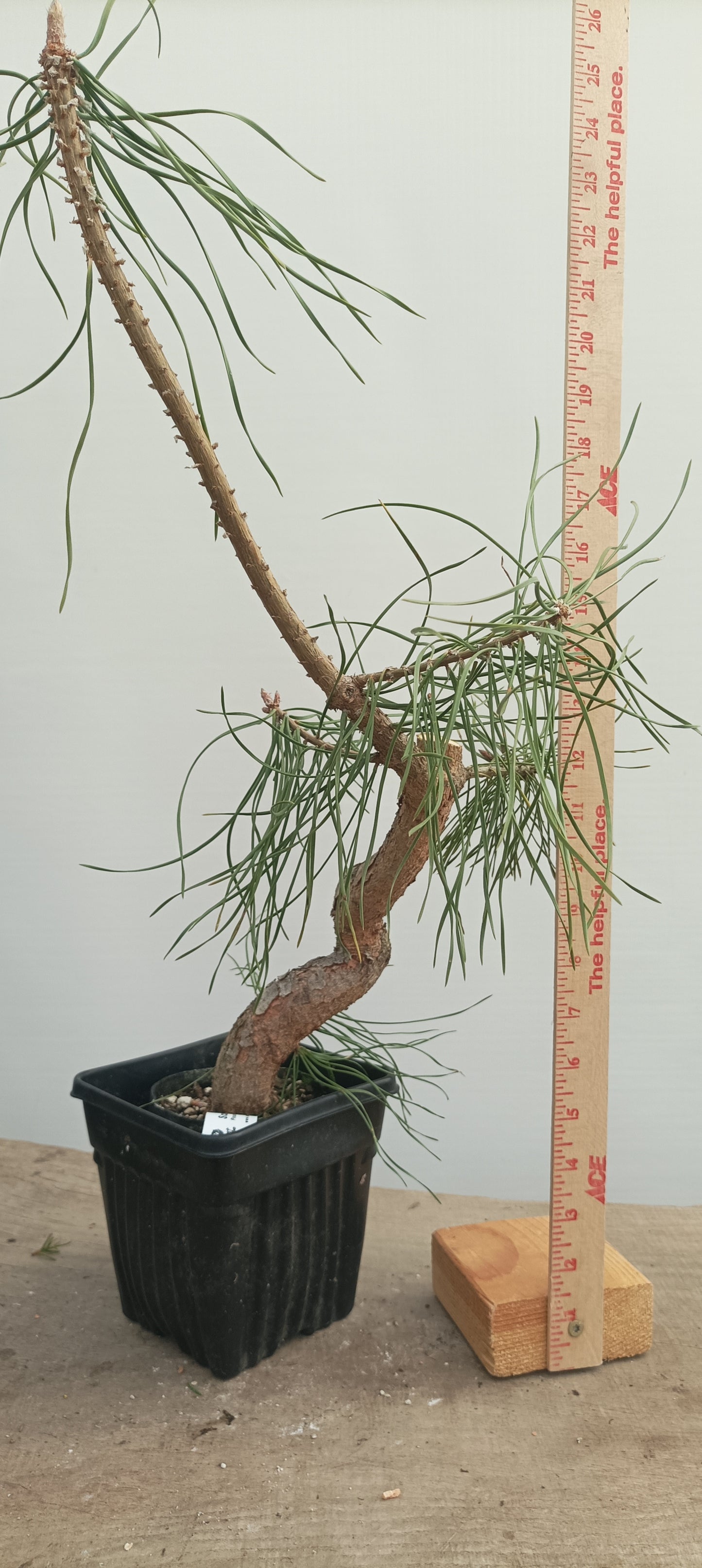 Scots Pine in 8" grow basket (PSB-27)