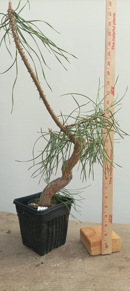 Scots Pine in 8" grow basket (PSB-27)