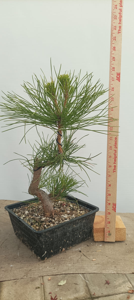 Japanese Black Pine in 8" grow basket (PTB-26)