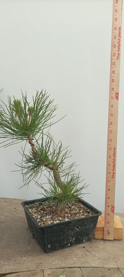 Japanese Black Pine in 8" grow basket (PTB-26)