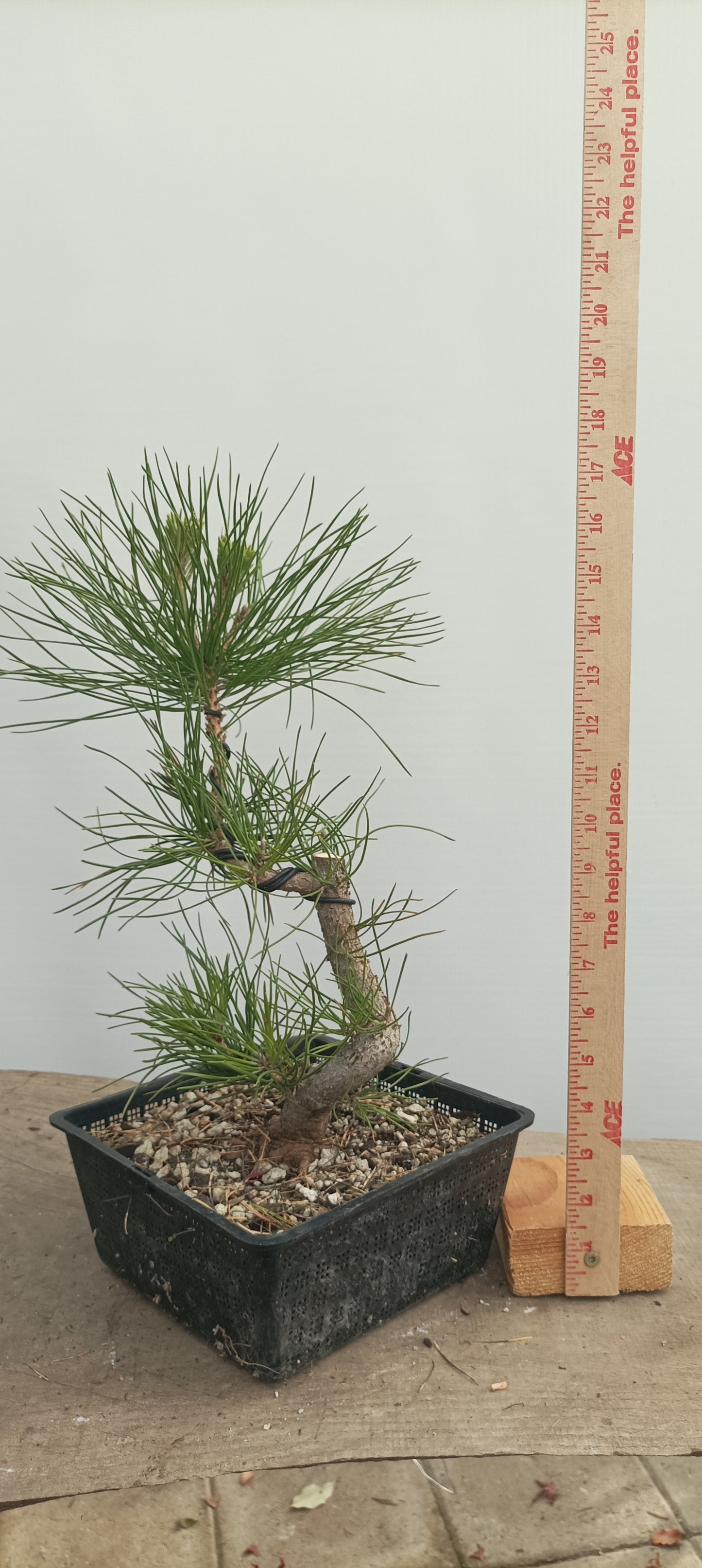 Japanese Black Pine in 8" grow basket (PTB-26)