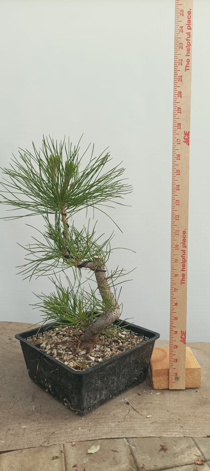 Japanese Black Pine in 8" grow basket (PTB-26)