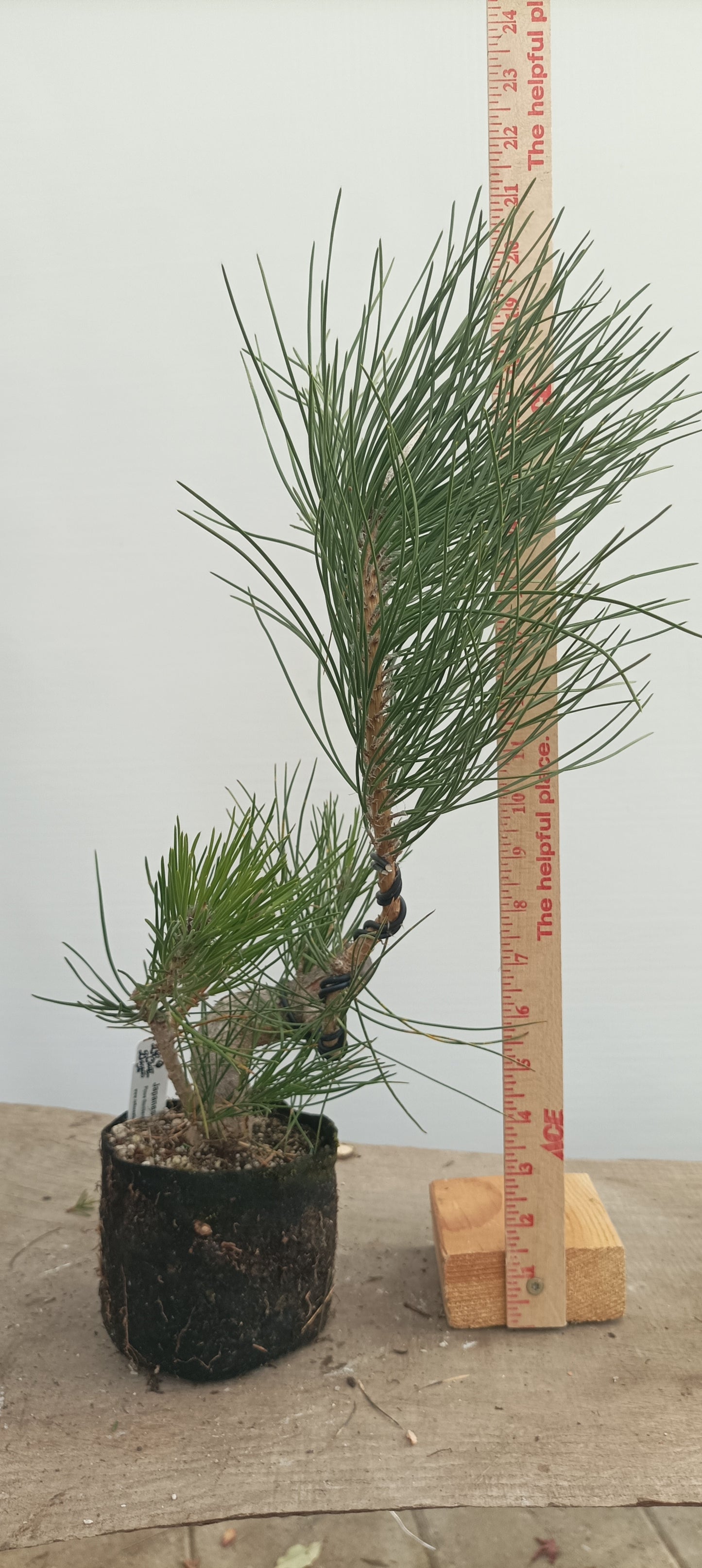 Japanese Black Pine in 6" grow bag (PTB-32)