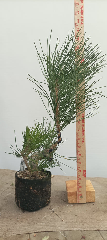 Japanese Black Pine in 6" grow bag (PTB-32)