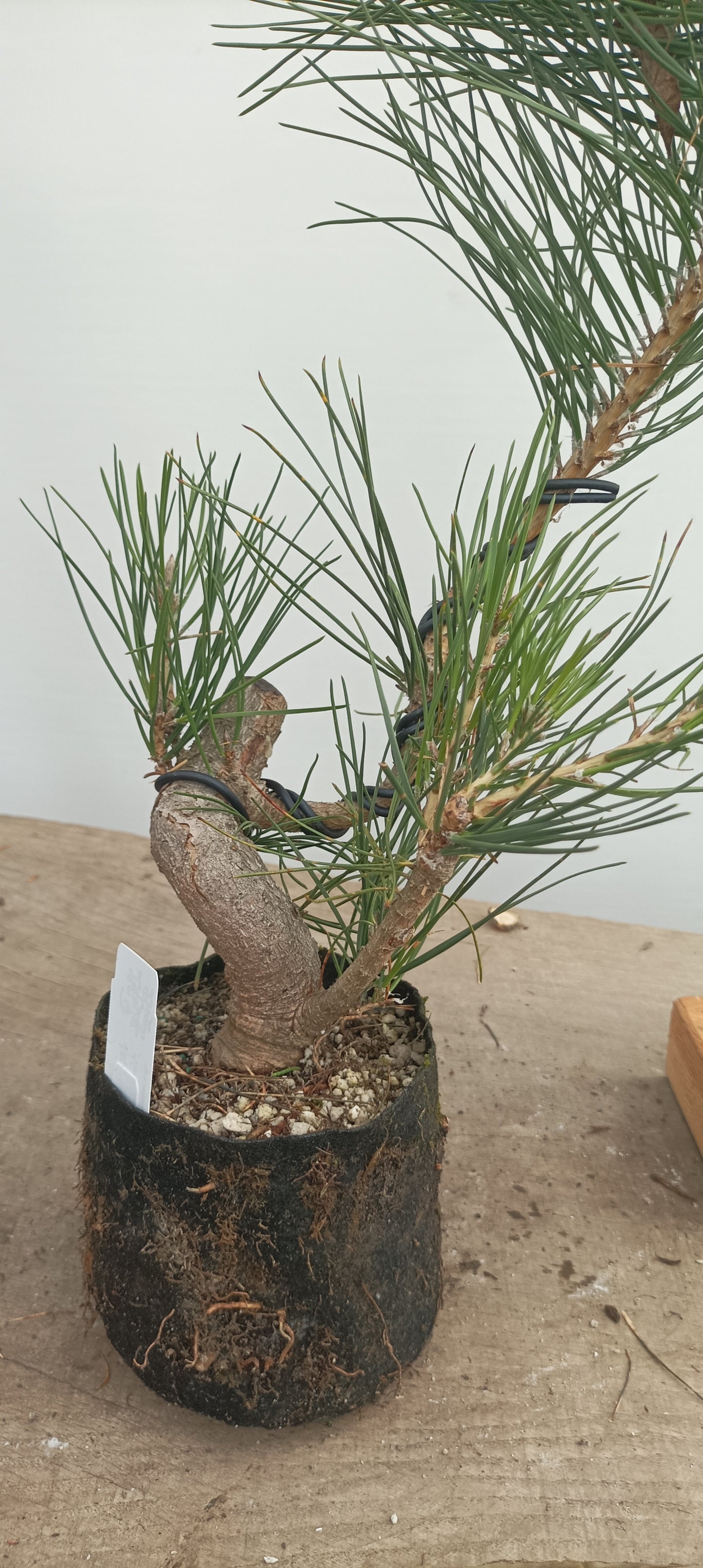 Japanese Black Pine in 6" grow bag (PTB-32)