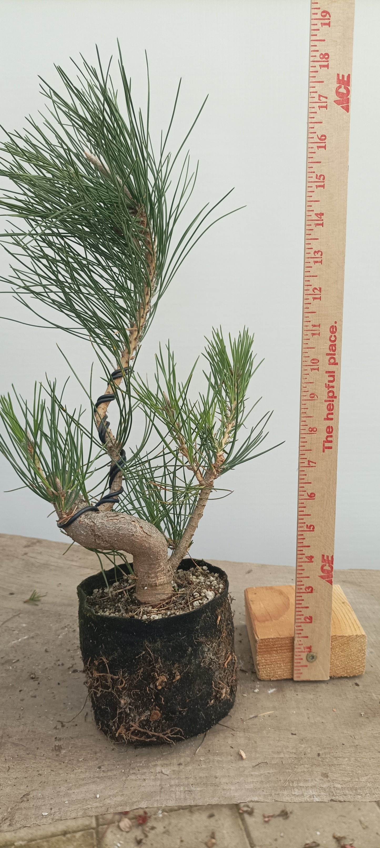 Japanese Black Pine in 6" grow bag (PTB-32)