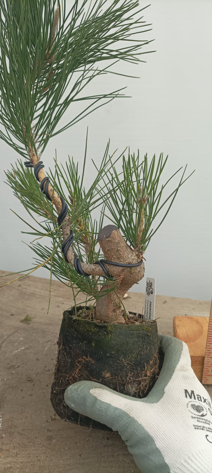 Japanese Black Pine in 6" grow bag (PTB-32)