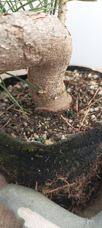 Japanese Black Pine in 6" grow bag (PTB-32)