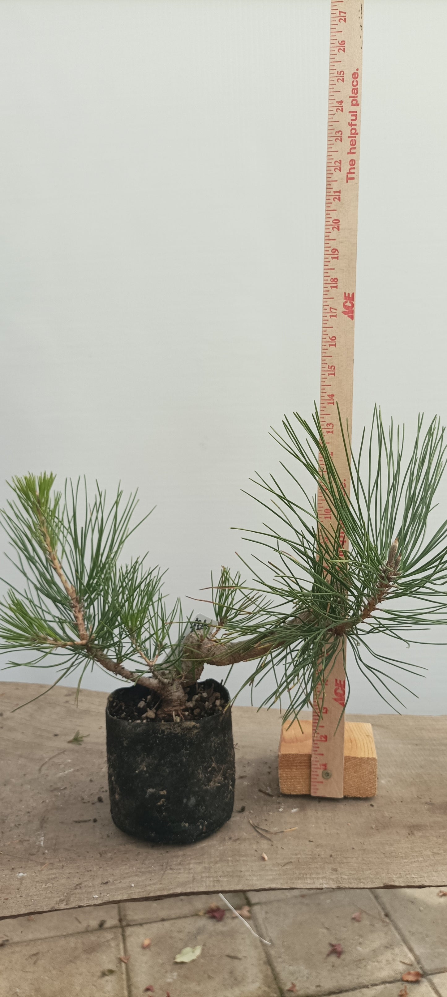 Japanese Black Pine in 6" grow bag (PTB-31)