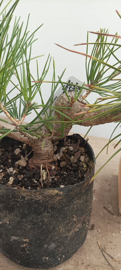 Japanese Black Pine in 6" grow bag (PTB-31)