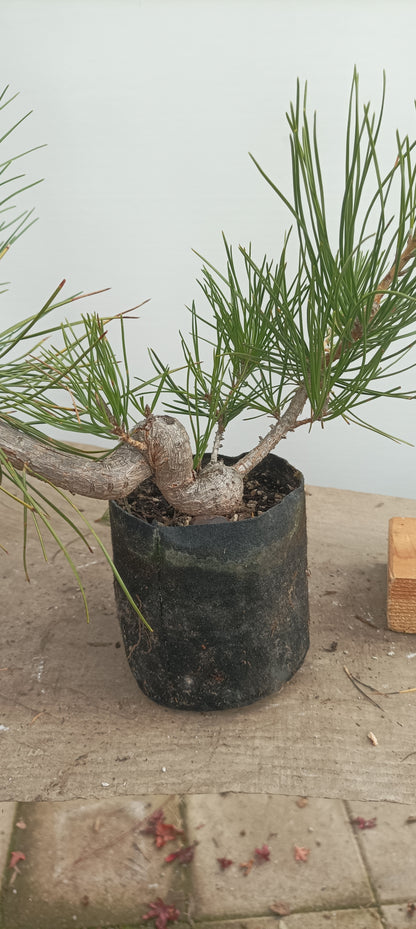 Japanese Black Pine in 6" grow bag (PTB-31)