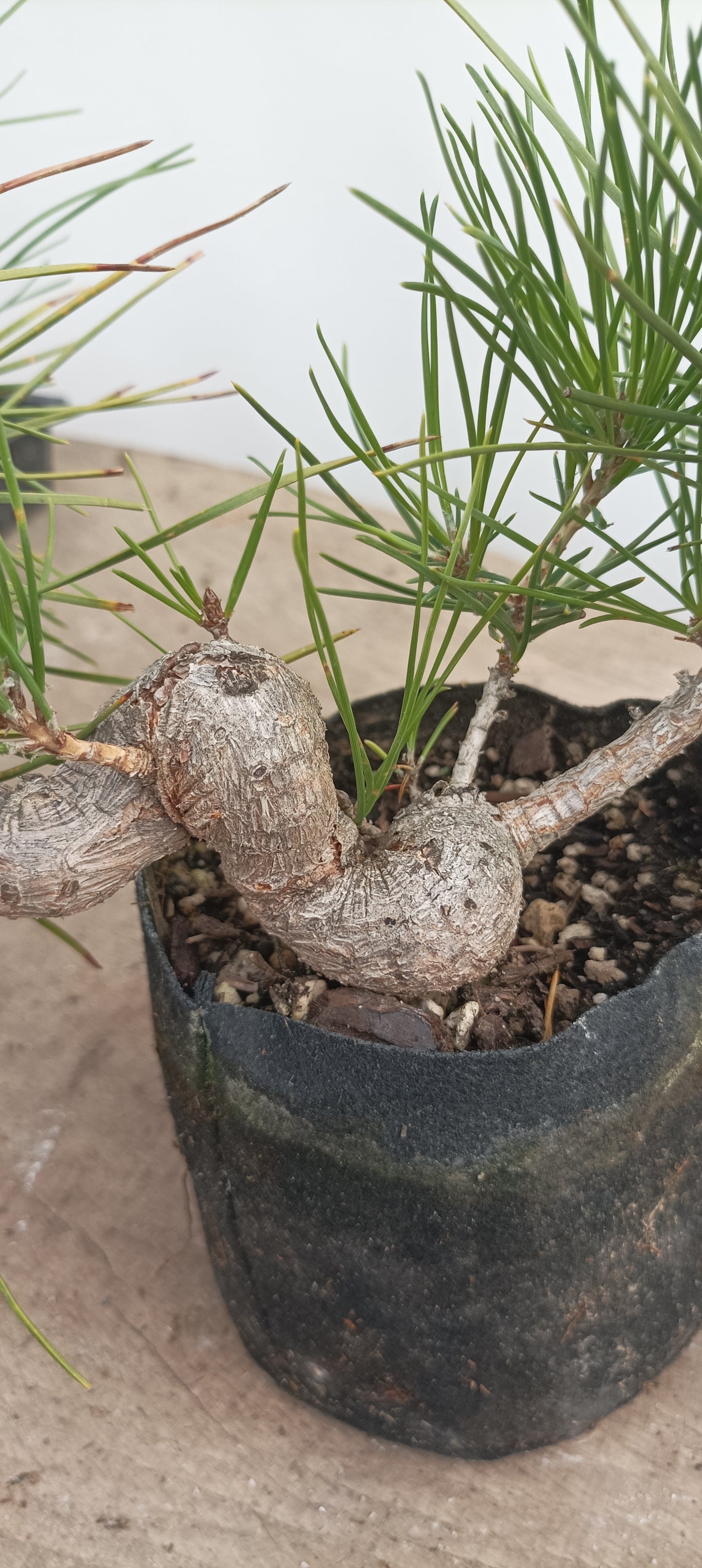 Japanese Black Pine in 6" grow bag (PTB-31)