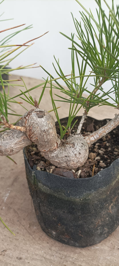 Japanese Black Pine in 6" grow bag (PTB-31)