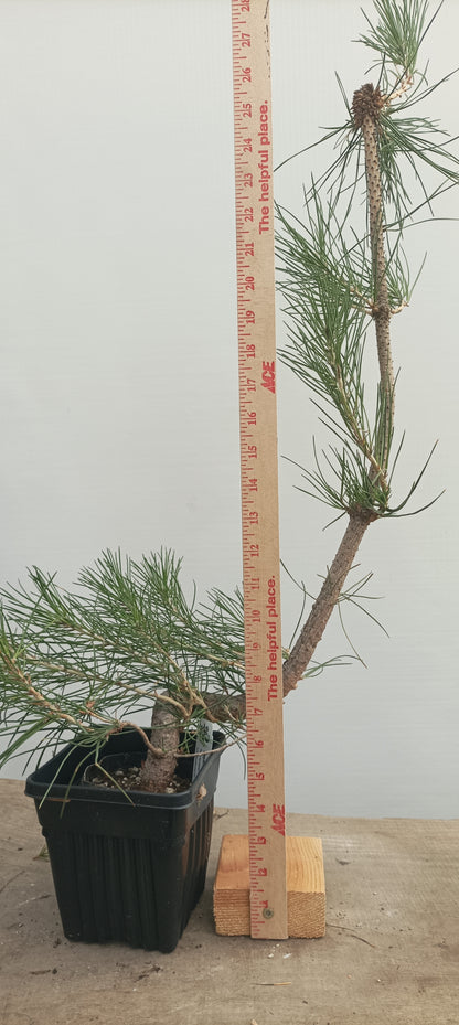 Japanese Black Pine in 6" grow bag (PTB-29)