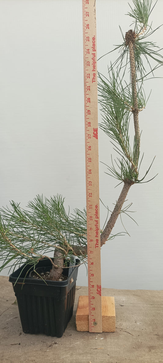 Japanese Black Pine in 6" grow bag (PTB-29)