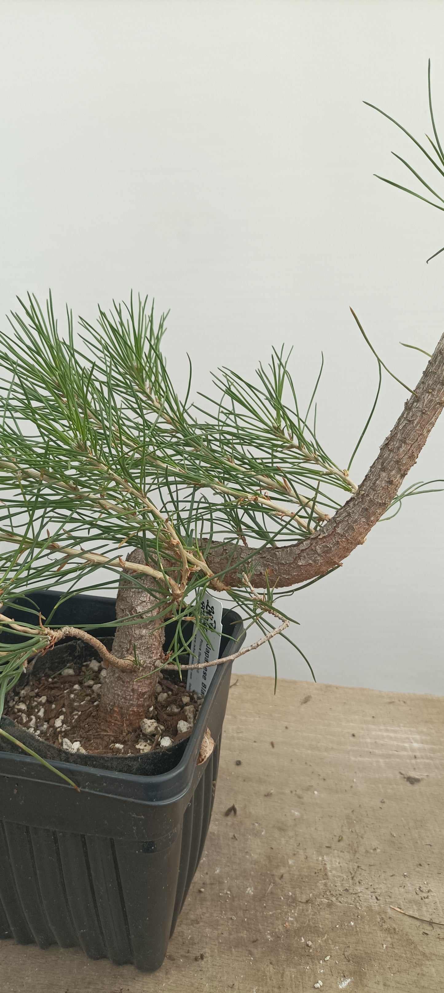 Japanese Black Pine in 6" grow bag (PTB-29)