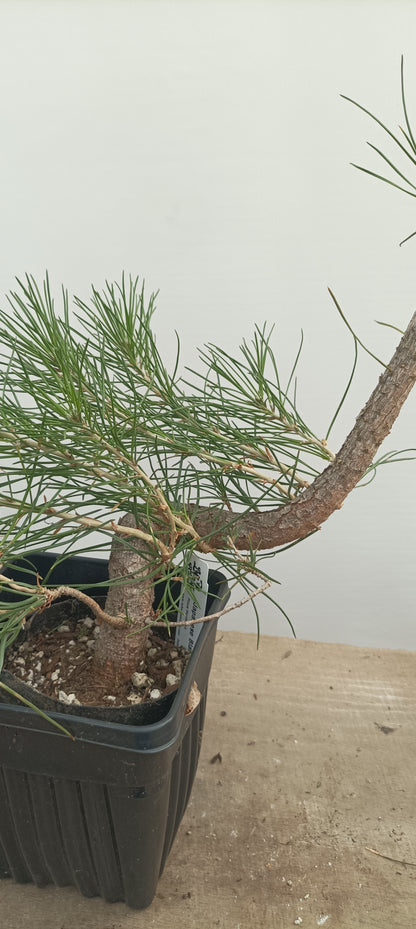 Japanese Black Pine in 6" grow bag (PTB-29)