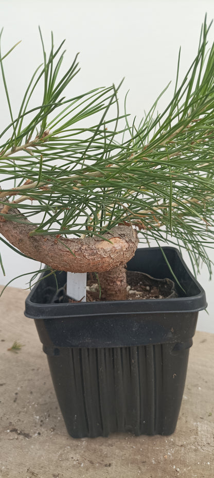 Japanese Black Pine in 6" grow bag (PTB-29)