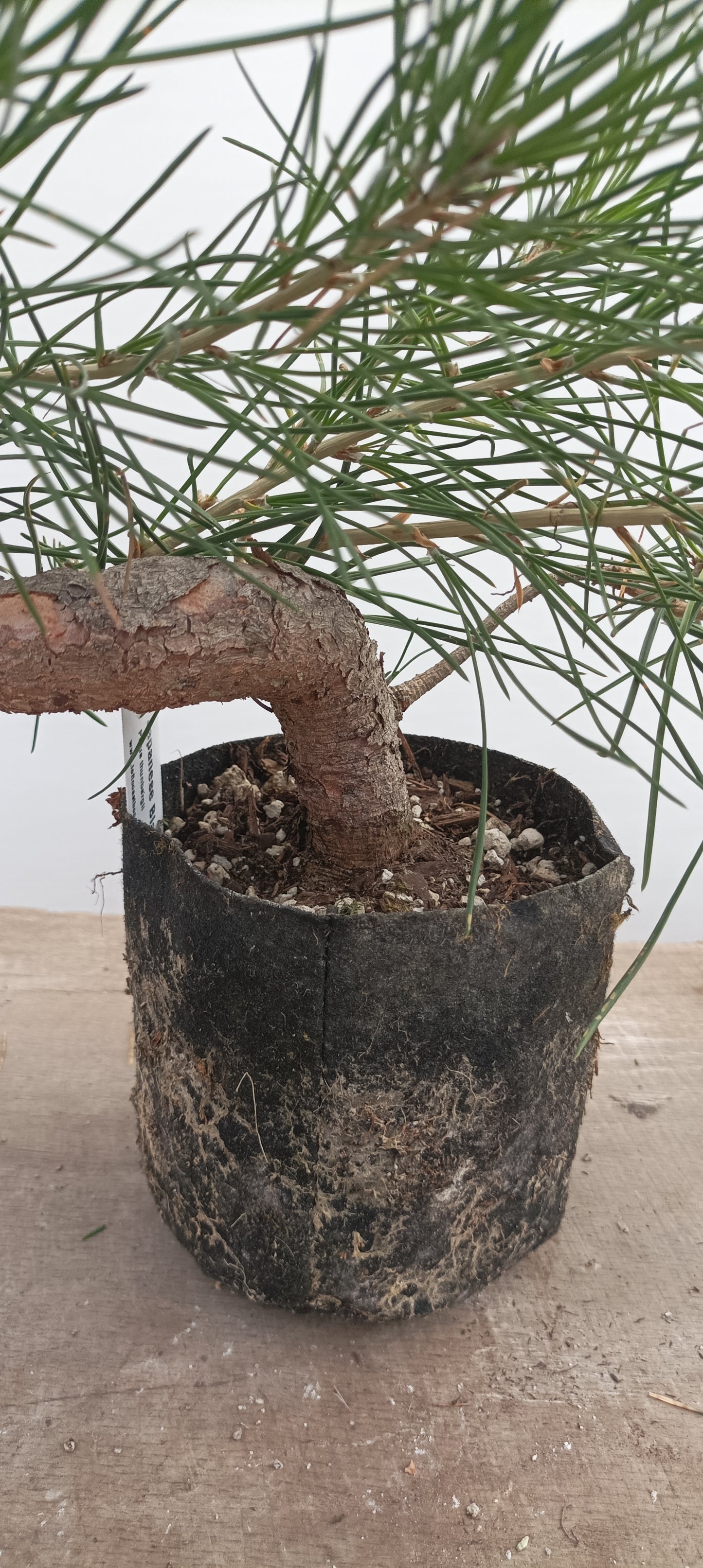 Japanese Black Pine in 6" grow bag (PTB-29)
