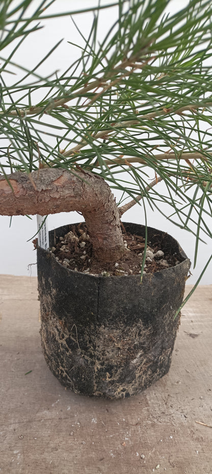 Japanese Black Pine in 6" grow bag (PTB-29)