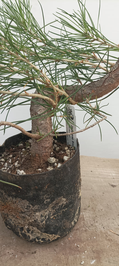 Japanese Black Pine in 6" grow bag (PTB-29)