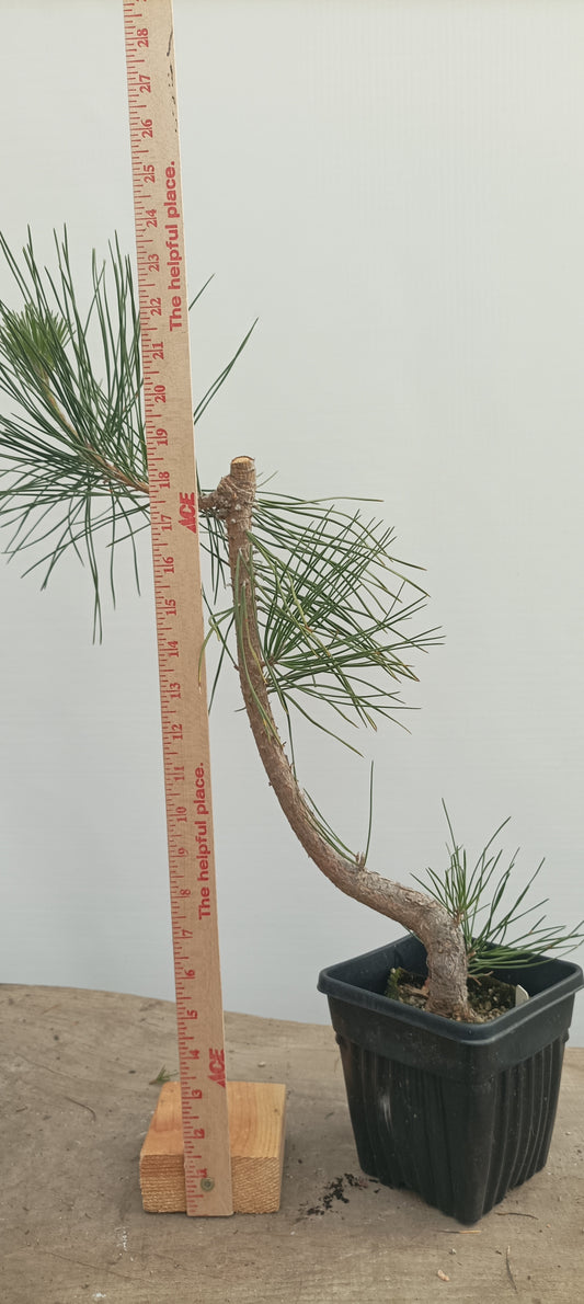 Japanese Black Pine in 6" grow bag (PTB-27)