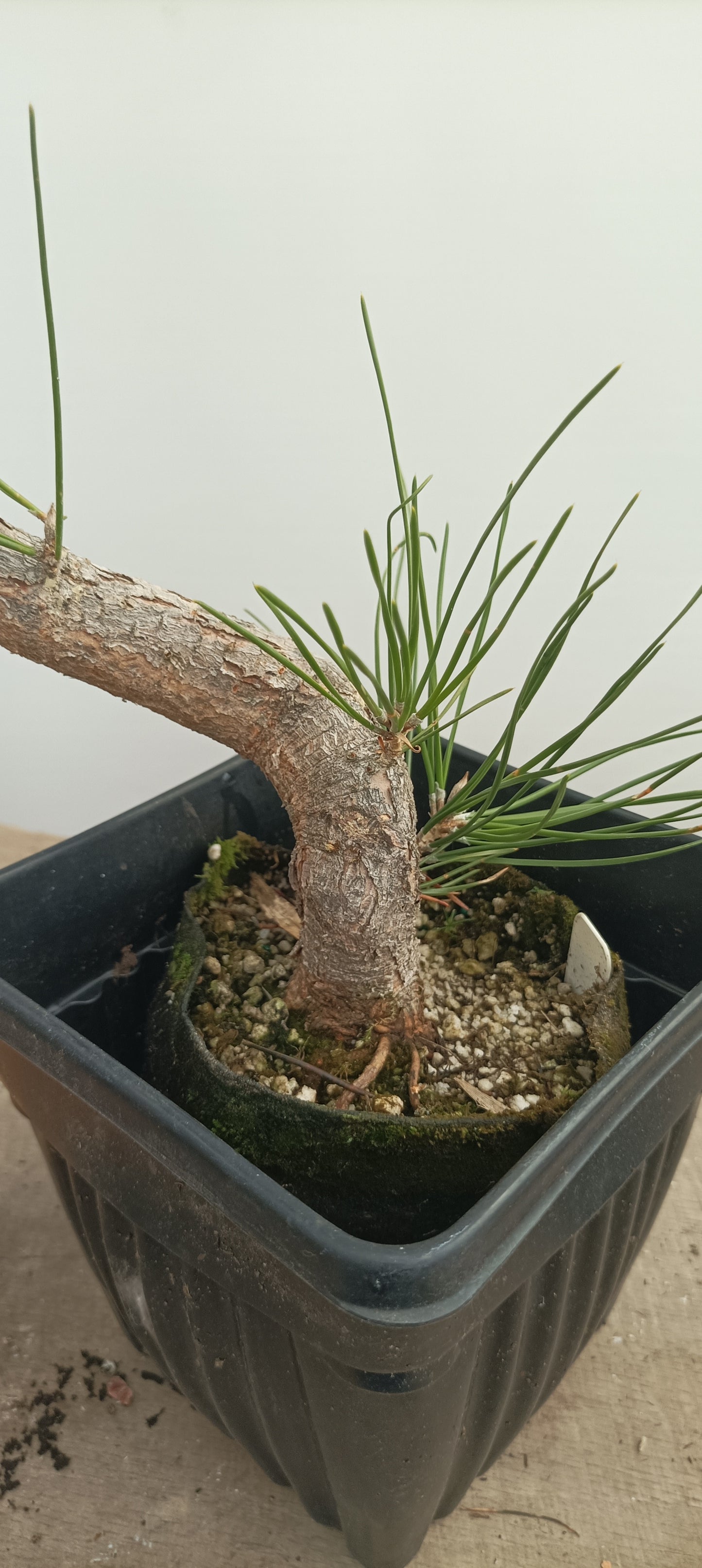 Japanese Black Pine in 6" grow bag (PTB-27)