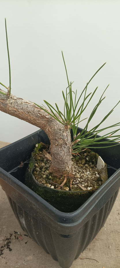 Japanese Black Pine in 6" grow bag (PTB-27)