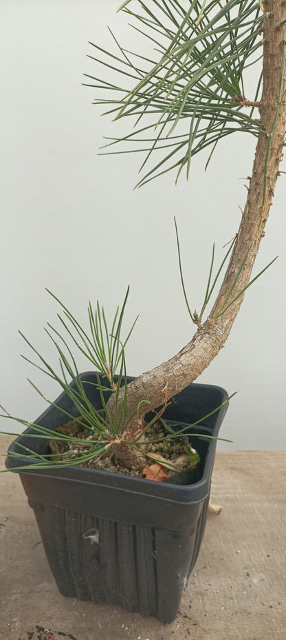 Japanese Black Pine in 6" grow bag (PTB-27)