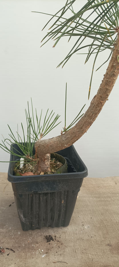 Japanese Black Pine in 6" grow bag (PTB-27)