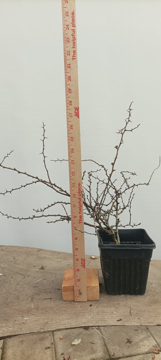 Red Chojubai in a 6" pot (CS6-22)