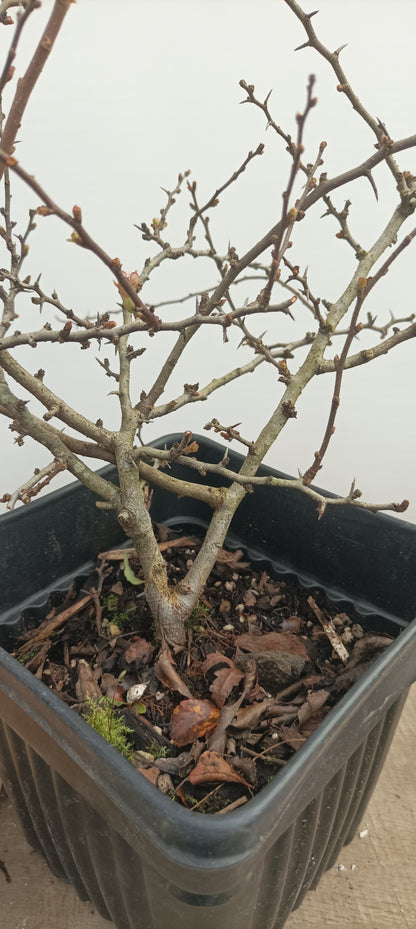 Red Chojubai in a 6" pot (CS6-22)