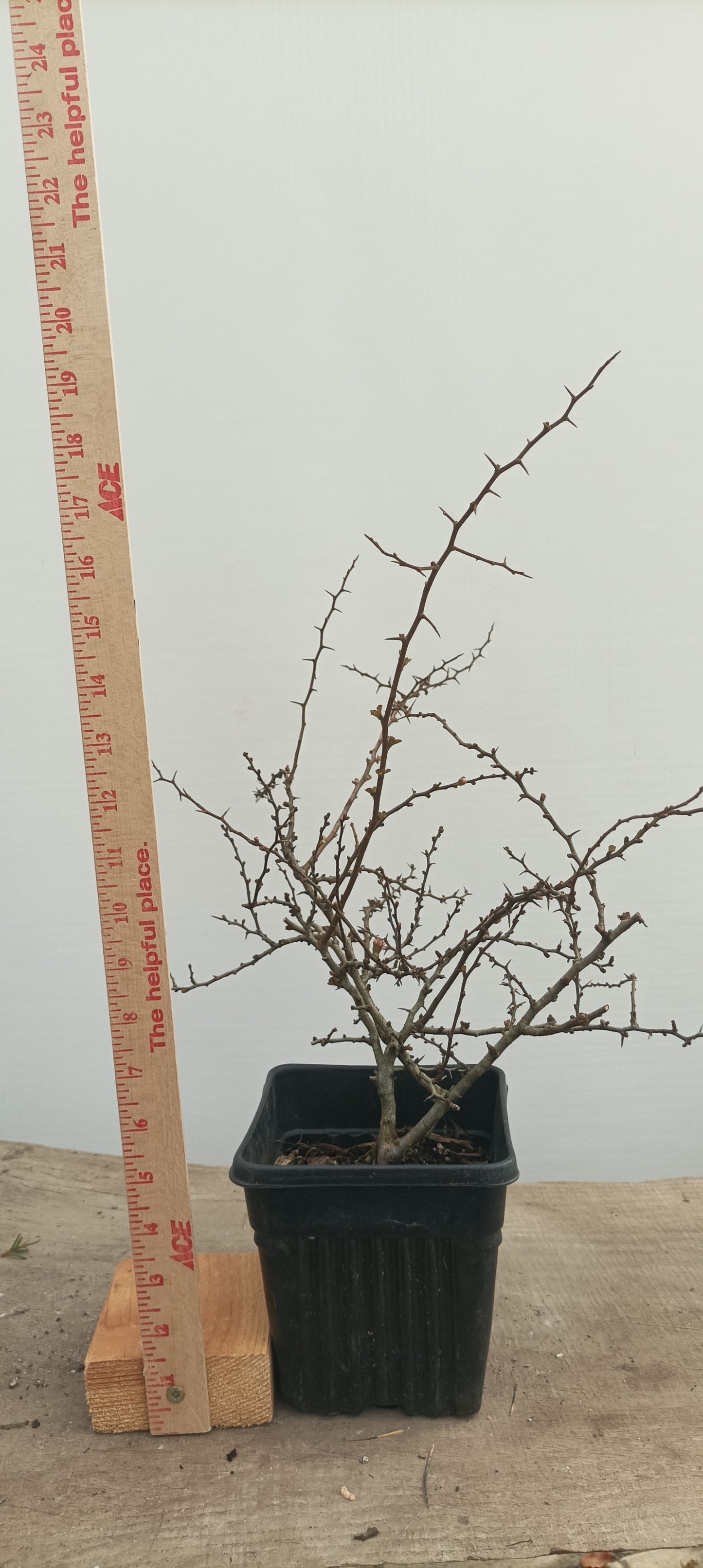 Red Chojubai in a 6" pot (CS6-22)