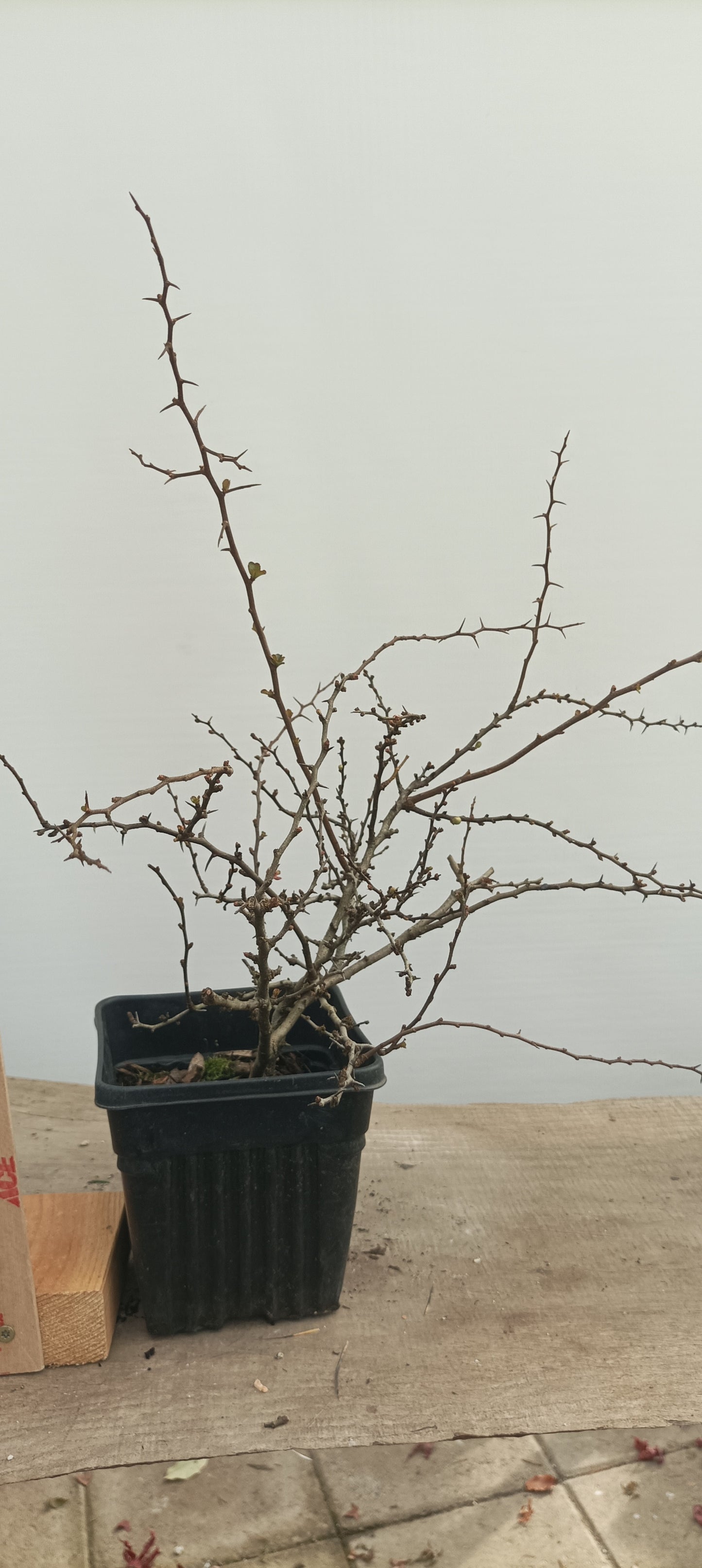 Red Chojubai in a 6" pot (CS6-22)