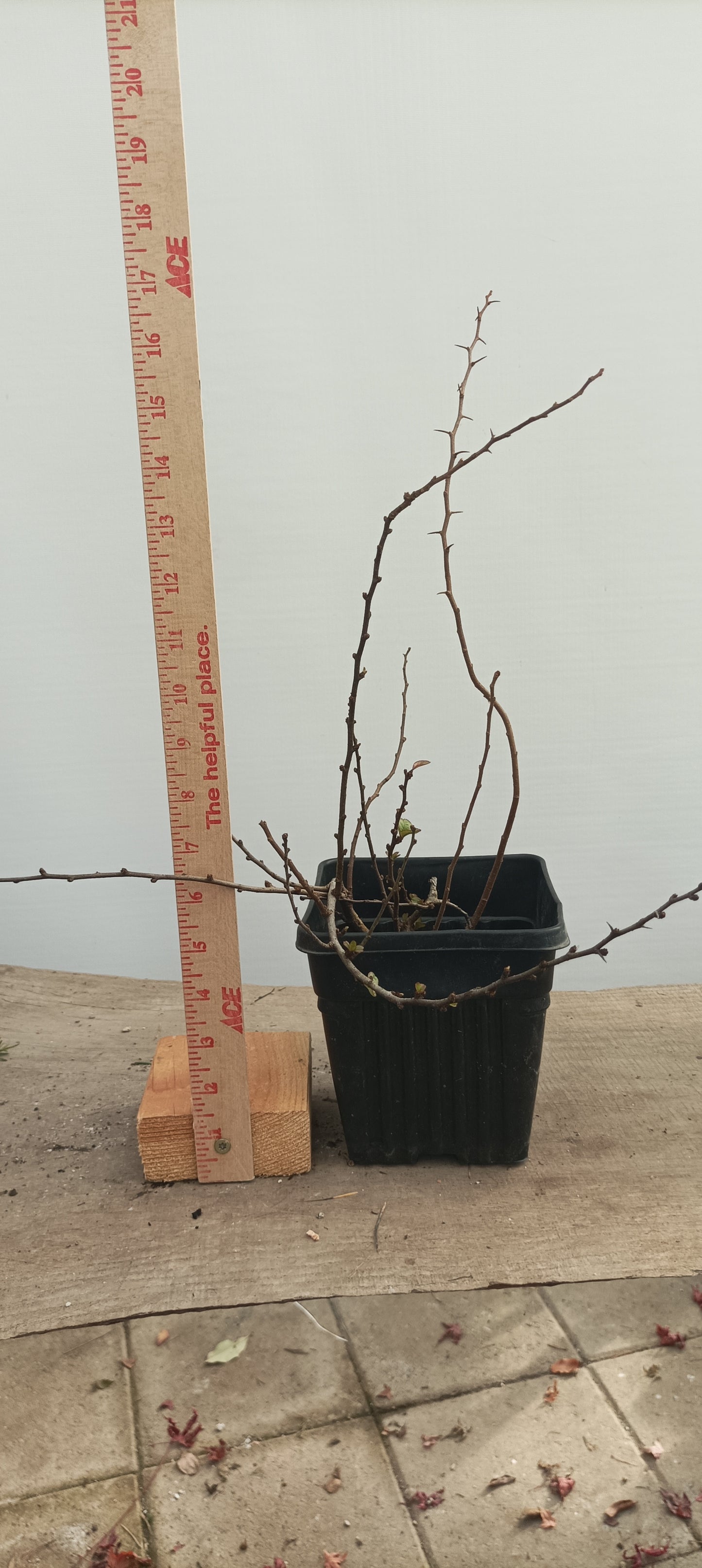 Red Chojubai in a 6" pot (CS6-21)