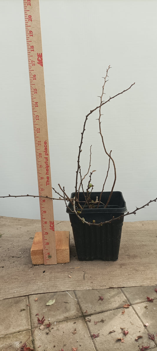 Red Chojubai in a 6" pot (CS6-21)