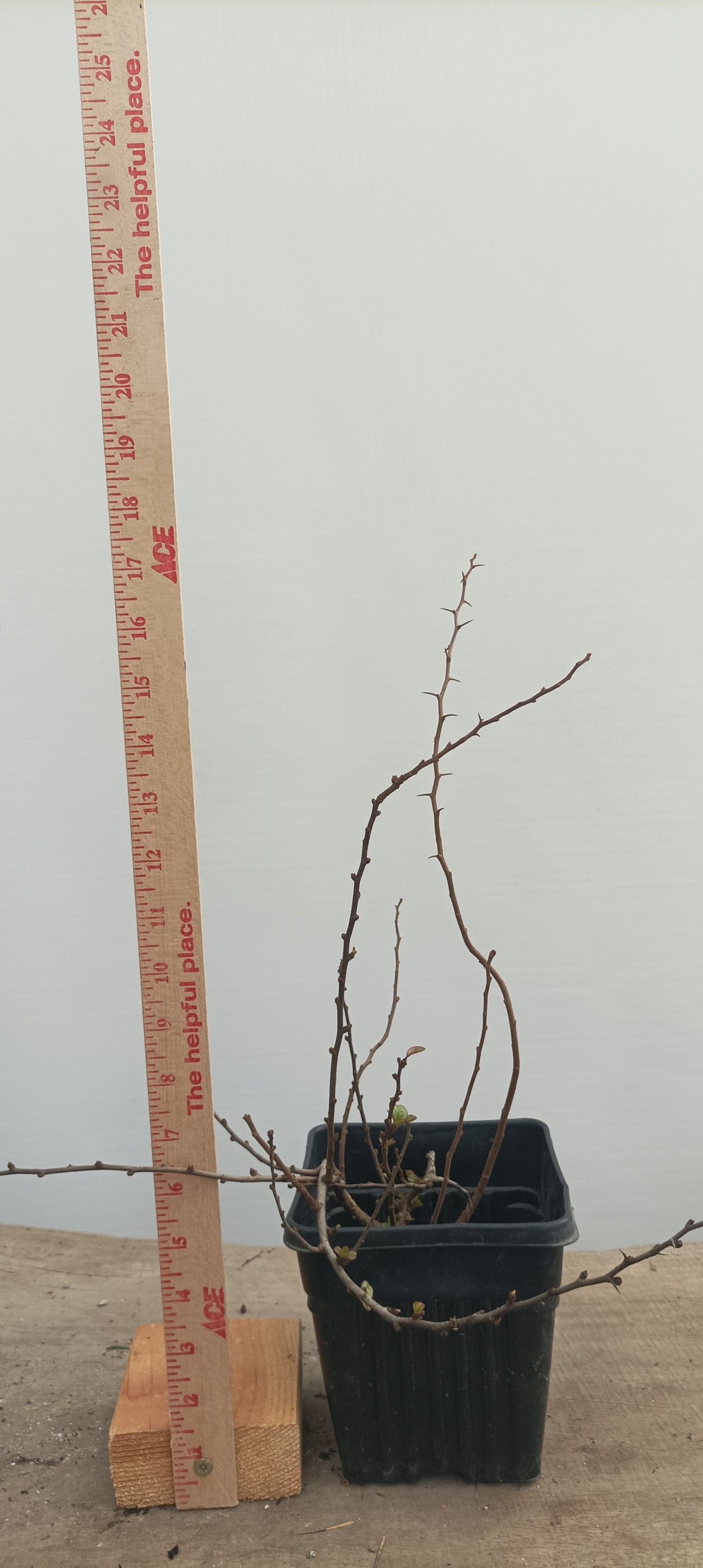 Red Chojubai in a 6" pot (CS6-21)