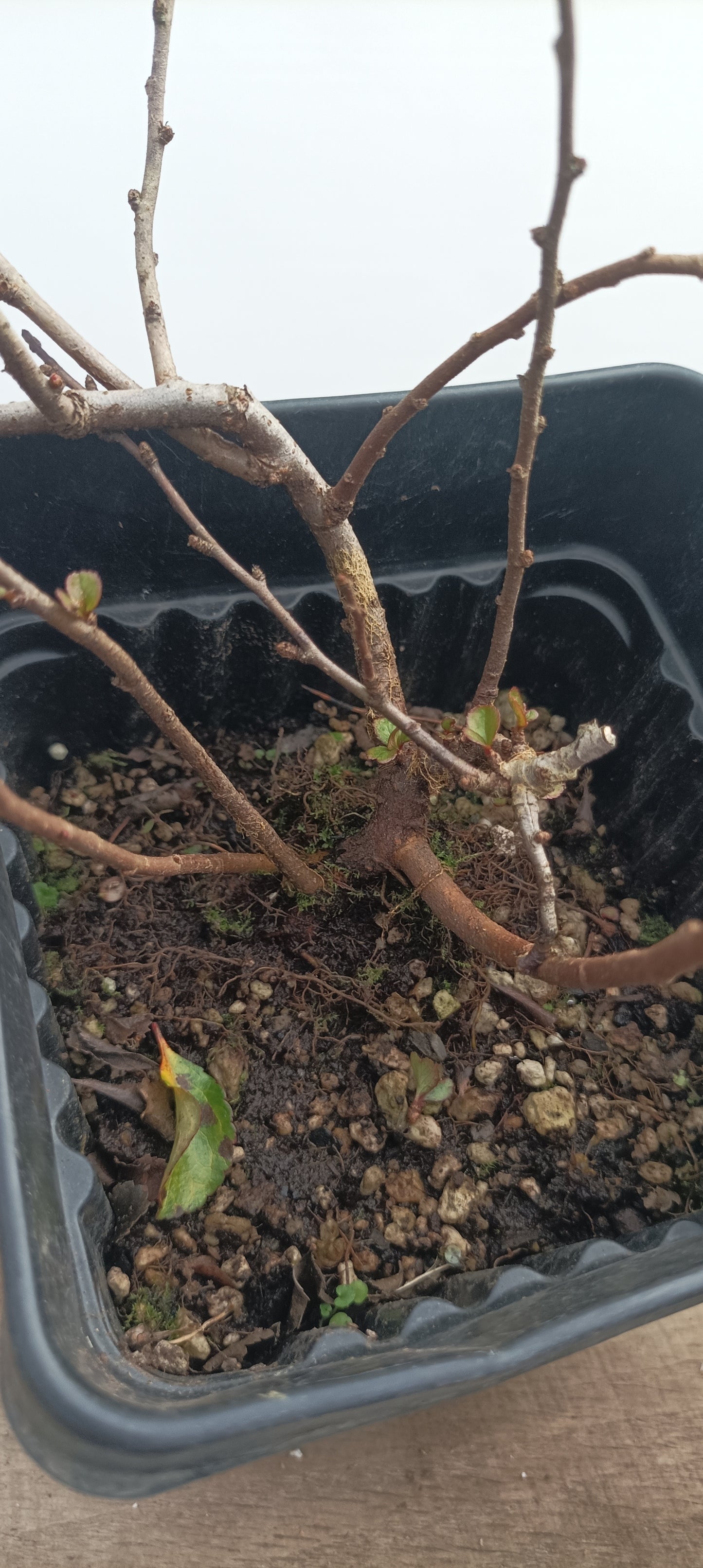 Red Chojubai in a 6" pot (CS6-21)