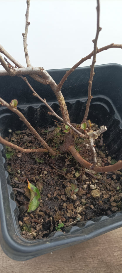 Red Chojubai in a 6" pot (CS6-21)