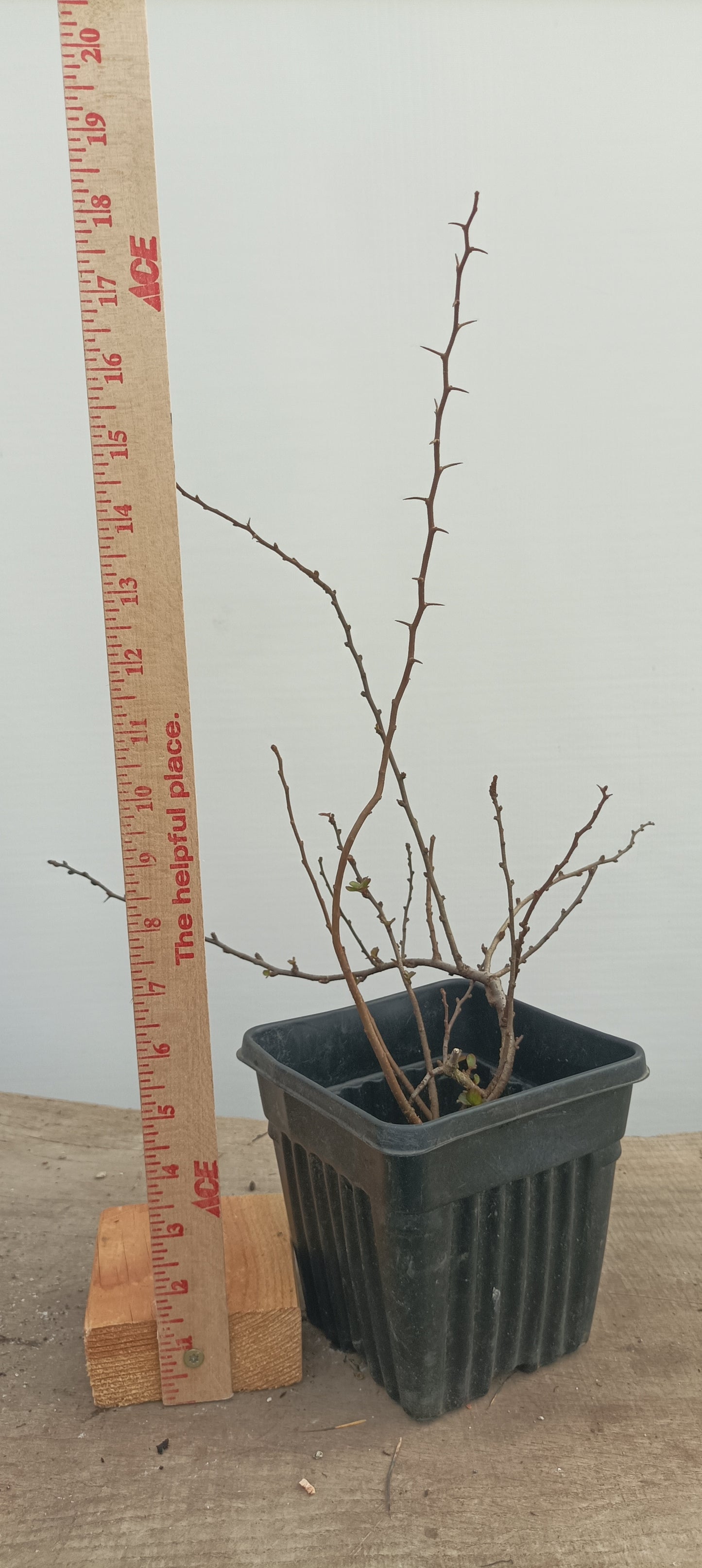 Red Chojubai in a 6" pot (CS6-21)