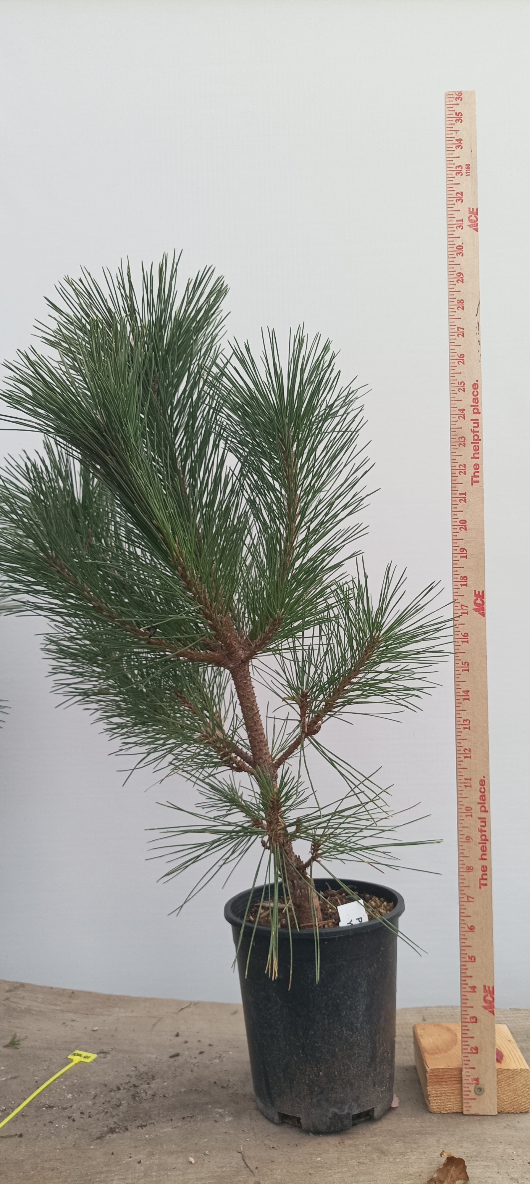 Kyokko Yatsubusa' Japanese Black pine (KYO-01) – Left Coast Bonsai