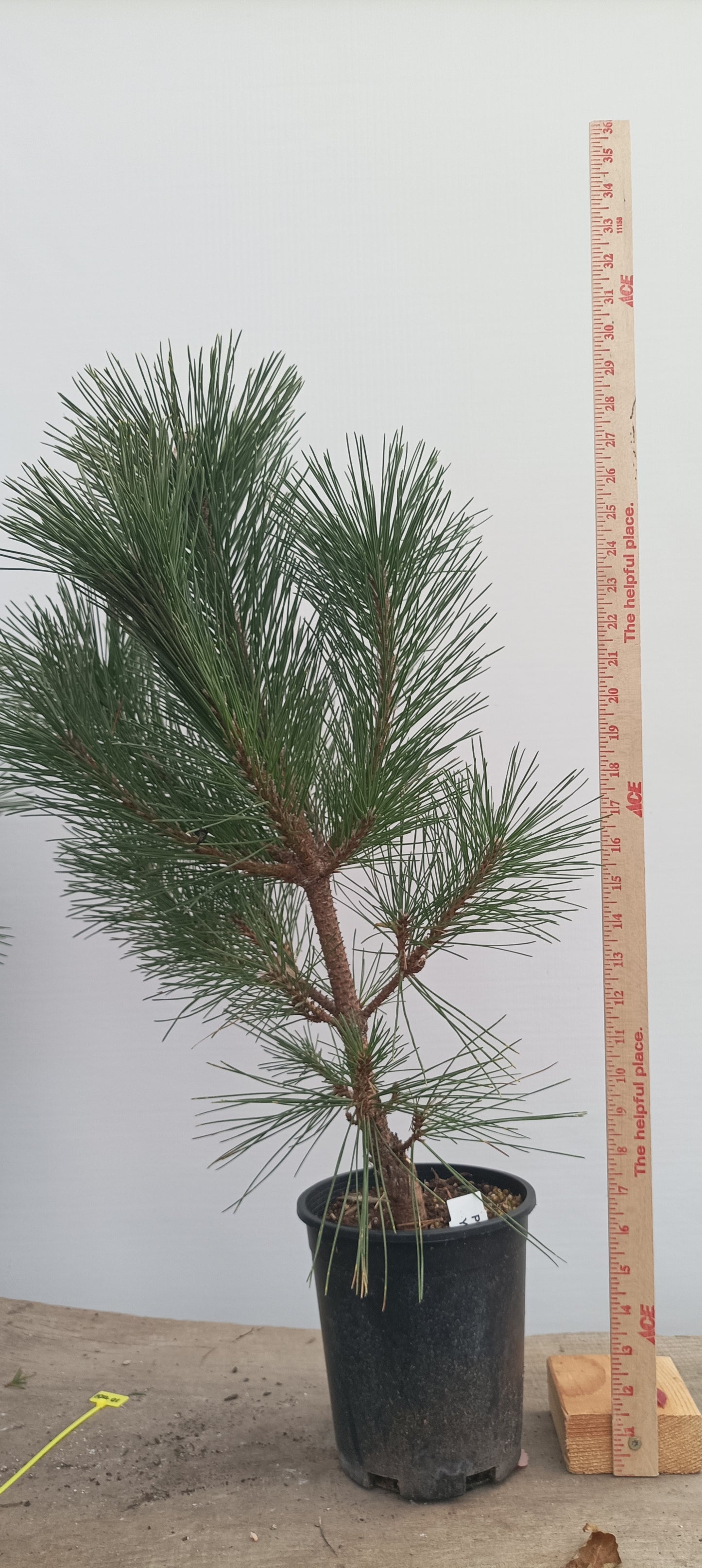 'Kyokko Yatsubusa' Japanese Black pine (KYO-01)