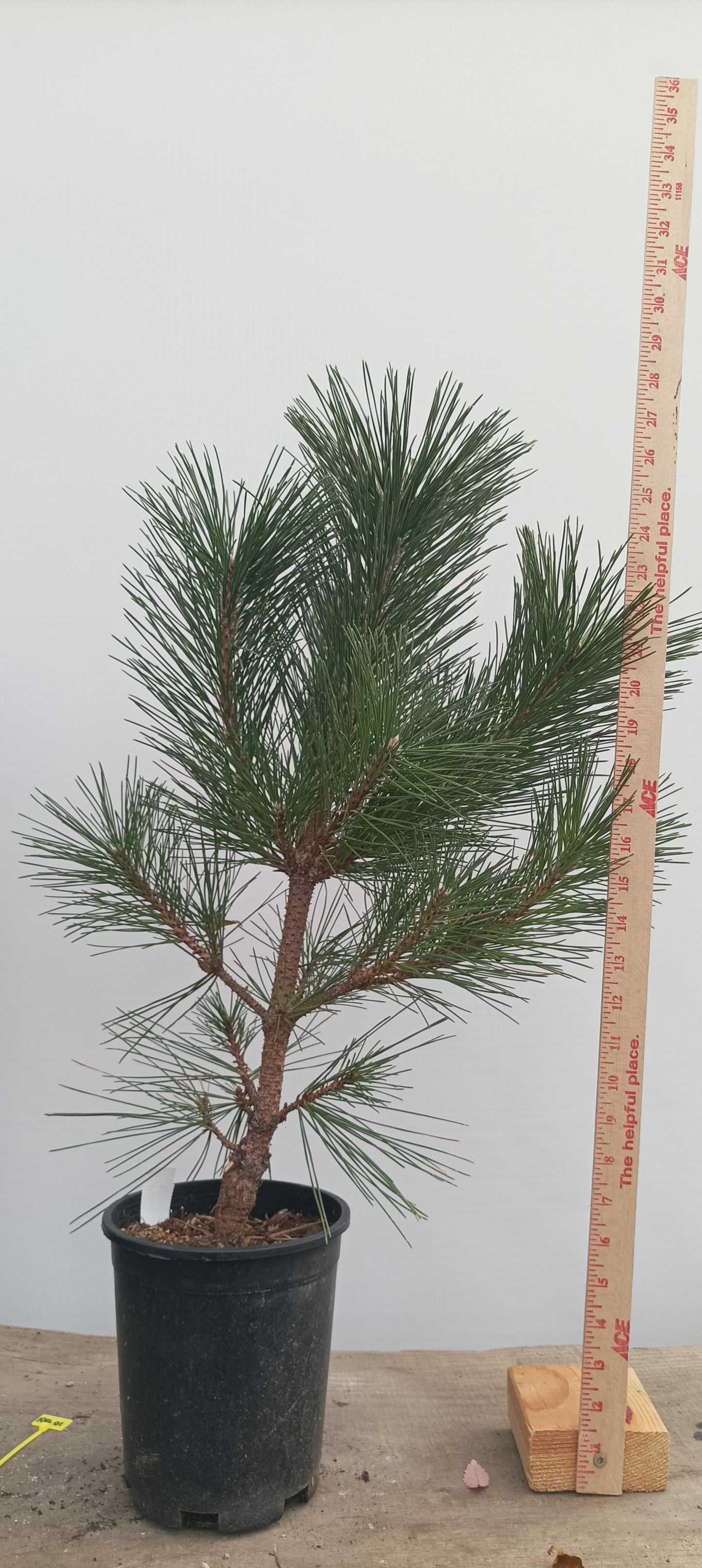 'Kyokko Yatsubusa' Japanese Black pine (KYO-01)