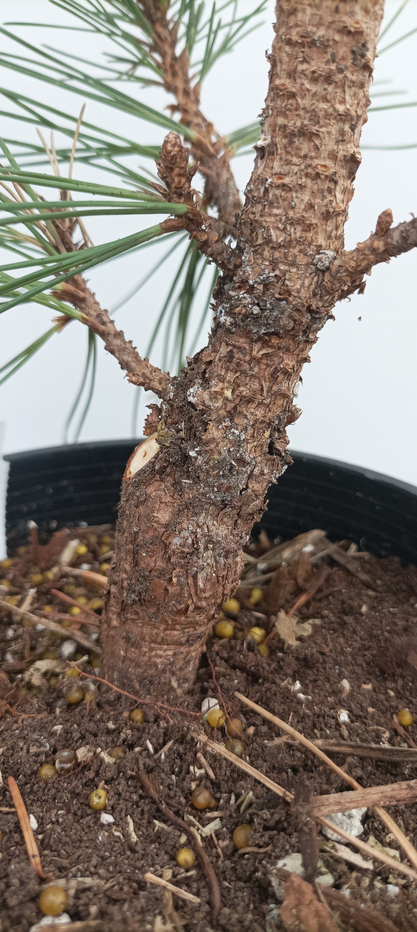 'Kyokko Yatsubusa' Japanese Black pine (KYO-01)