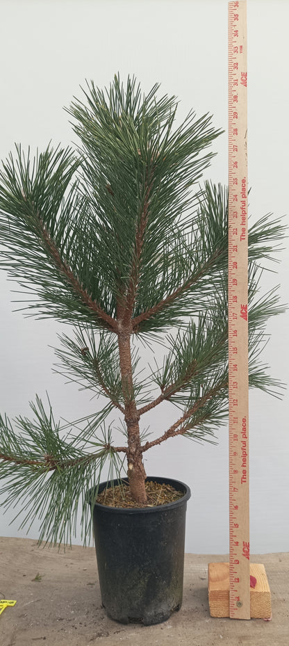 'Kyokko Yatsubusa' Japanese Black pine (KYO-02)