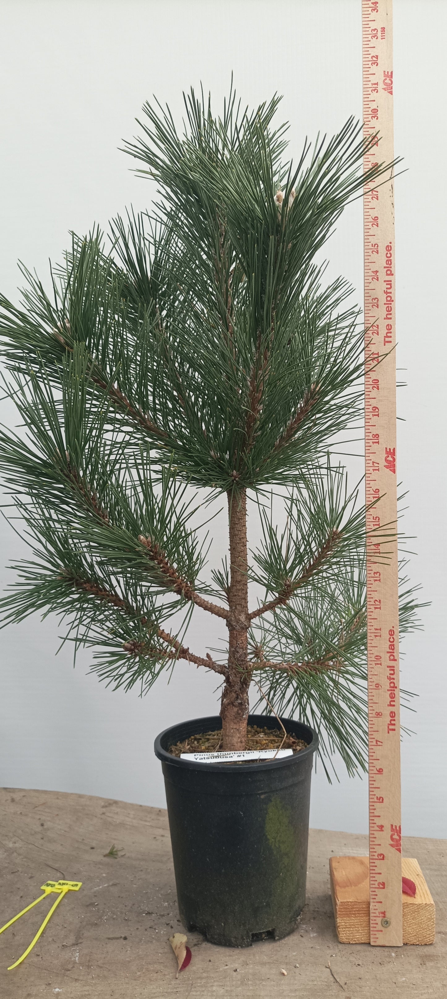 'Kyokko Yatsubusa' Japanese Black pine (KYO-02)