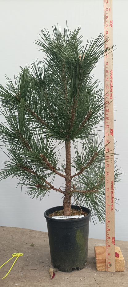 'Kyokko Yatsubusa' Japanese Black pine (KYO-02)